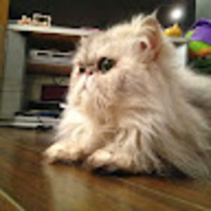 Meet your Posher, Shirley